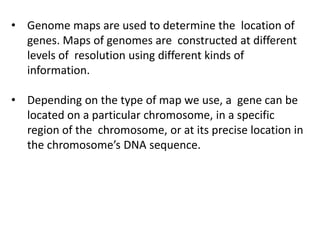• Genome maps are used to determine the location of
genes. Maps of genomes are constructed at different
levels of resolution using different kinds of
information.
• Depending on the type of map we use, a gene can be
located on a particular chromosome, in a specific
region of the chromosome, or at its precise location in
the chromosome’s DNA sequence.
 