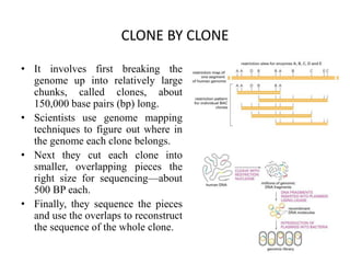 CLONE BY CLONE
• It involves first breaking the
genome up into relatively large
chunks, called clones, about
150,000 base pairs (bp) long.
• Scientists use genome mapping
techniques to figure out where in
the genome each clone belongs.
• Next they cut each clone into
smaller, overlapping pieces the
right size for sequencing—about
500 BP each.
• Finally, they sequence the pieces
and use the overlaps to reconstruct
the sequence of the whole clone.
 