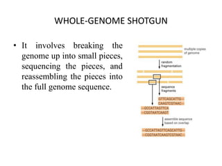WHOLE-GENOME SHOTGUN
• It involves breaking the
genome up into small pieces,
sequencing the pieces, and
reassembling the pieces into
the full genome sequence.
 