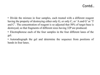 Contd..
• Divide the mixture in four samples, each treated with a different reagent
having the property of destroying either only G, or only C, or ‘A and G’ or ’T
and C’. The concentration of reagent is so adjusted that 50% of target base is
destroyed, so that fragments of different sizes having 32P are produced.
• Electrophorese each of the four samples in the four different lanes of the
gel.
• Autoradiograph the gel and determine the sequence from positions of
bands in four lanes.
 