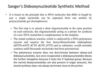 Sanger’s Dideoxynucleotide Synthetic Method
• It is based on the principle that ss DNA molecules that differ in length by
just a single nucleotide can be separated from one another by
polyacrylamide gel electrophoresis.
– The first step is to anneal a short oligonucleotide to the same position
on each molecule, this oligonucleotide acting as a primer for synthesis
of a new DNA strand that is complementary to the template.
– The strand synthesis reaction, which is catalyzed by a DNA polymerase
enzyme and requires the four deoxyribonucleotide triphosphates
(dNTPs-dATP, dCTP, dGTP, dTTP) and as substrates, would normally
continue untill thousands nucleotides had been polymerized.
– The polymerase enzyme does not discriminate between deoxy-and
dideoxynucleotides, but once incoporated a dideoxynucleotides blocks
the further elongation because it lacks the 3’-hydroxyl group. Because
the normal deoxynucleotides are also present in larger amounts, the
strand synthesis does not always terminate close to the primer.
 
