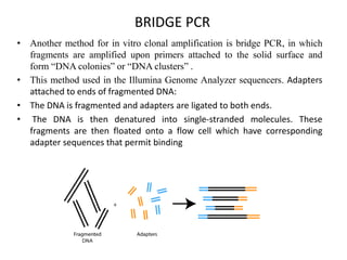BRIDGE PCR
• Another method for in vitro clonal amplification is bridge PCR, in which
fragments are amplified upon primers attached to the solid surface and
form “DNA colonies” or “DNA clusters” .
• This method used in the Illumina Genome Analyzer sequencers. Adapters
attached to ends of fragmented DNA:
• The DNA is fragmented and adapters are ligated to both ends.
• The DNA is then denatured into single-stranded molecules. These
fragments are then floated onto a flow cell which have corresponding
adapter sequences that permit binding
 
