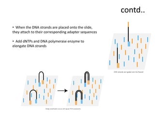 contd..
• When the DNA strands are placed onto the slide,
they attach to their corresponding adapter sequences
• Add dNTPs and DNA polymerase enzyme to
elongate DNA strands
 