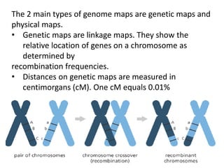 The 2 main types of genome maps are genetic maps and
physical maps.
• Genetic maps are linkage maps. They show the
relative location of genes on a chromosome as
determined by
recombination frequencies.
• Distances on genetic maps are measured in
centimorgans (cM). One cM equals 0.01%
recombination frequency.
 