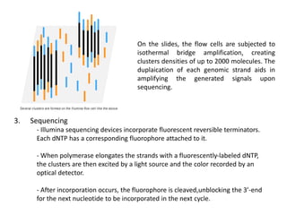 On the slides, the flow cells are subjected to
isothermal bridge amplification, creating
clusters densities of up to 2000 molecules. The
duplaication of each genomic strand aids in
amplifying the generated signals upon
sequencing.
3. Sequencing
- Illumina sequencing devices incorporate fluorescent reversible terminators.
Each dNTP has a corresponding fluorophore attached to it.
- When polymerase elongates the strands with a fluorescently-labeled dNTP,
the clusters are then excited by a light source and the color recorded by an
optical detector.
- After incorporation occurs, the fluorophore is cleaved,unblocking the 3’-end
for the next nucleotide to be incorporated in the next cycle.
 