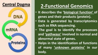 DNA
mRNA
Proteins
Central Dogma
• It describes the ‘biological function’ of
genes and their products (protein).
• Data is generated by transcriptomics
such as RNA sequencing.
• The goal is to identify the processes
and ‘pathways’ involved in normal and
abnormal state of genes.
• Helps in the identification of functions
of many ‘unknown proteins’ in our
body.
2-Functional Genomics
 