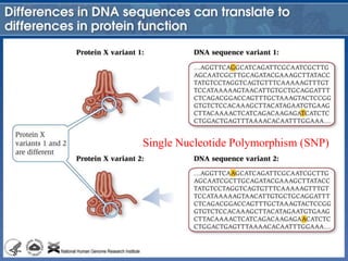 Single Nucleotide Polymorphism (SNP)
 