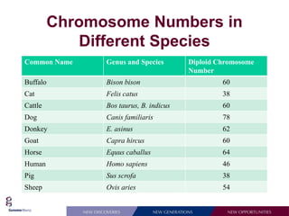 Chromosome Numbers in
            Different Species
Common Name    Genus and Species        Diploid Chromosome
                                        Number
Buffalo        Bison bison                       60
Cat            Felis catus                       38
Cattle         Bos taurus, B. indicus            60
Dog            Canis familiaris                  78
Donkey         E. asinus                         62
Goat           Capra hircus                      60
Horse          Equus caballus                    64
Human          Homo sapiens                      46
Pig            Sus scrofa                        38
Sheep          Ovis aries                        54
 