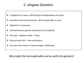 C. elegans Genetics

 C.elegans has 2 sexes, self fertilizing hermaphrodites and males.

 Sex determined chromosomally - XX-hermaphrodite, X-male.

 Diploid for 5 autosomes.

 Standard classical genetic techniques can be applied.

 Life cycle – Zygote to adult ~3 days.

 Grow on petri dish – they eat bacteria.

 Can store them frozen in liquid nitrogen indefinately.




   Why might the hermaphrodite sex be useful for genetics?
 