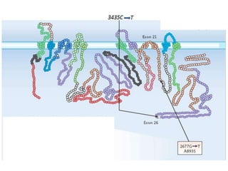 In the near future, the present prescription model of “one dose for all”  (based on age, sex, gender, weight, drug interactions) will be replaced by “individualized prescription” (i.e. individualized / personalized therapy) – that is the right drug in right dose for right person.