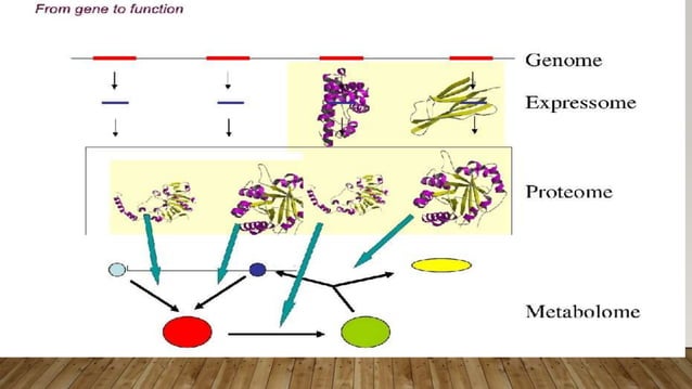 Genomics and proteomics ppt | PPTX | Biological Sciences | Science