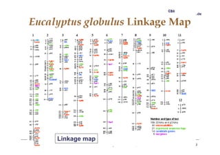 www.   .uni-rostock.de




Linkage map
  Ulf Schmitz, Introduction to genomics and proteomics II                    19
 