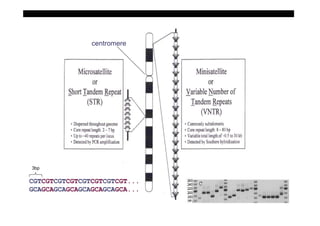 www.   .uni-rostock.de



               centromere




3bp

CGTCGTCGTCGTCGTCGTCGTCGT...
GCAGCAGCAGCAGCAGCAGCAGCA...


                Ulf Schmitz, Introduction to genomics and proteomics II                    21
 