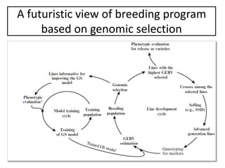 A futuristic view of breeding program
based on genomic selection
 
