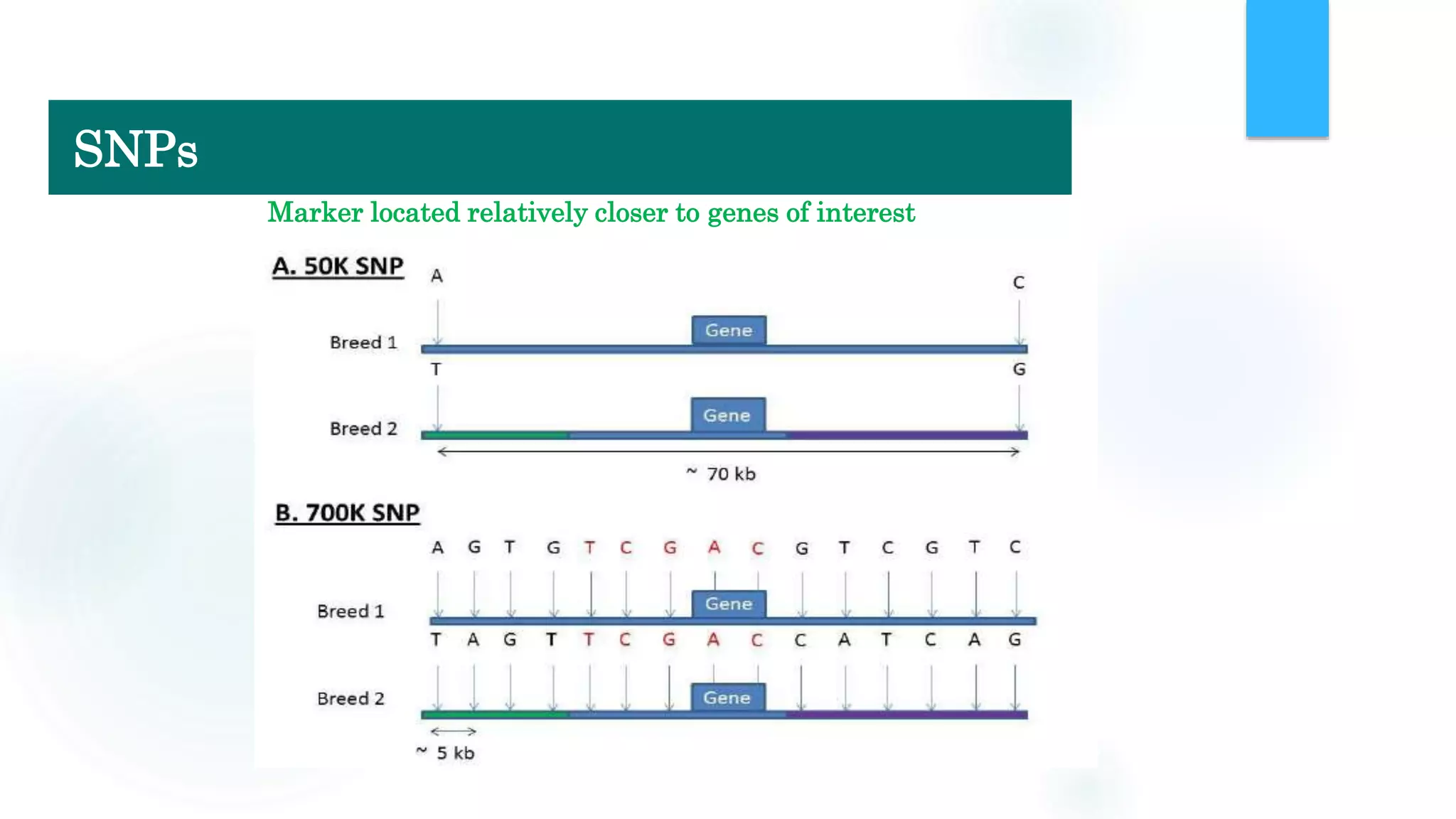Marker located relatively closer to genes of interest
SNPs
 