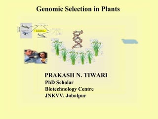 Genomic Selection in Plants
PRAKASH N. TIWARI
PhD Scholar
Biotechnology Centre
JNKVV, Jabalpur
 