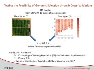 Genomic selection on rice