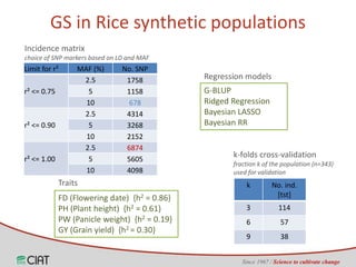 Genomic selection on rice