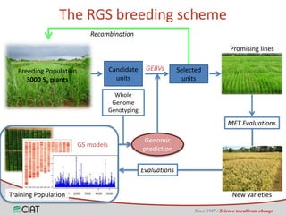 Genomic selection on rice