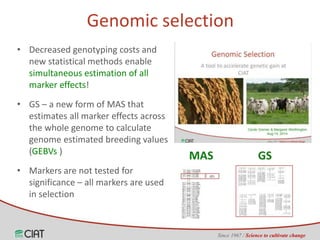 Genomic selection on rice