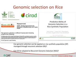 Genomic selection on rice