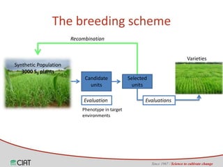 Genomic selection on rice