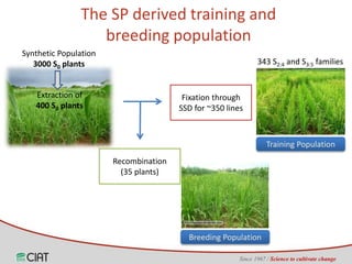 Genomic selection on rice