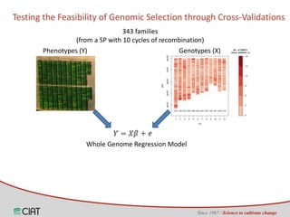 Genomic selection on rice