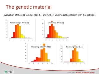 Genomic selection on rice