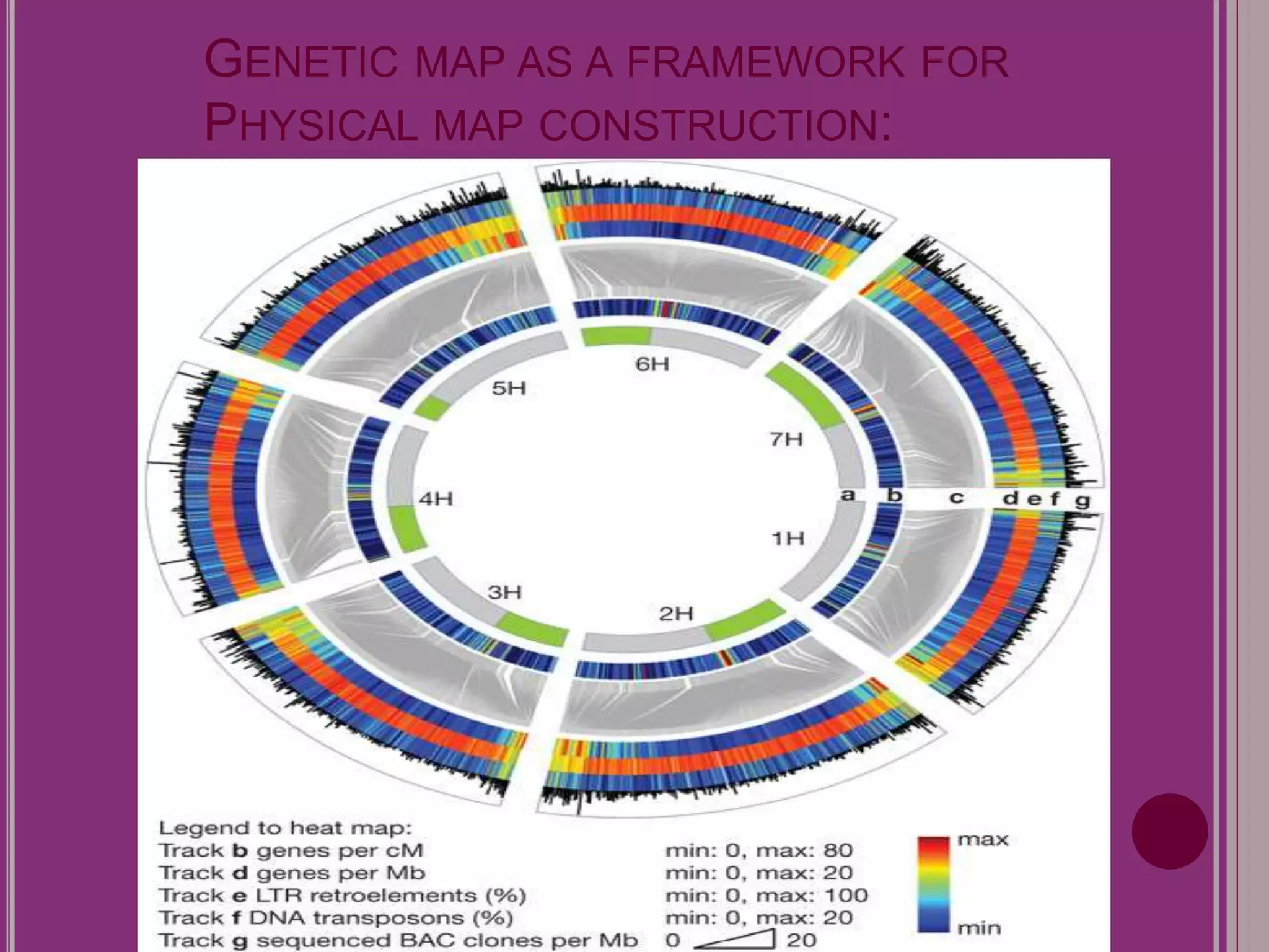 GENETIC MAP AS A FRAMEWORK FOR 
PHYSICAL MAP CONSTRUCTION: 
 