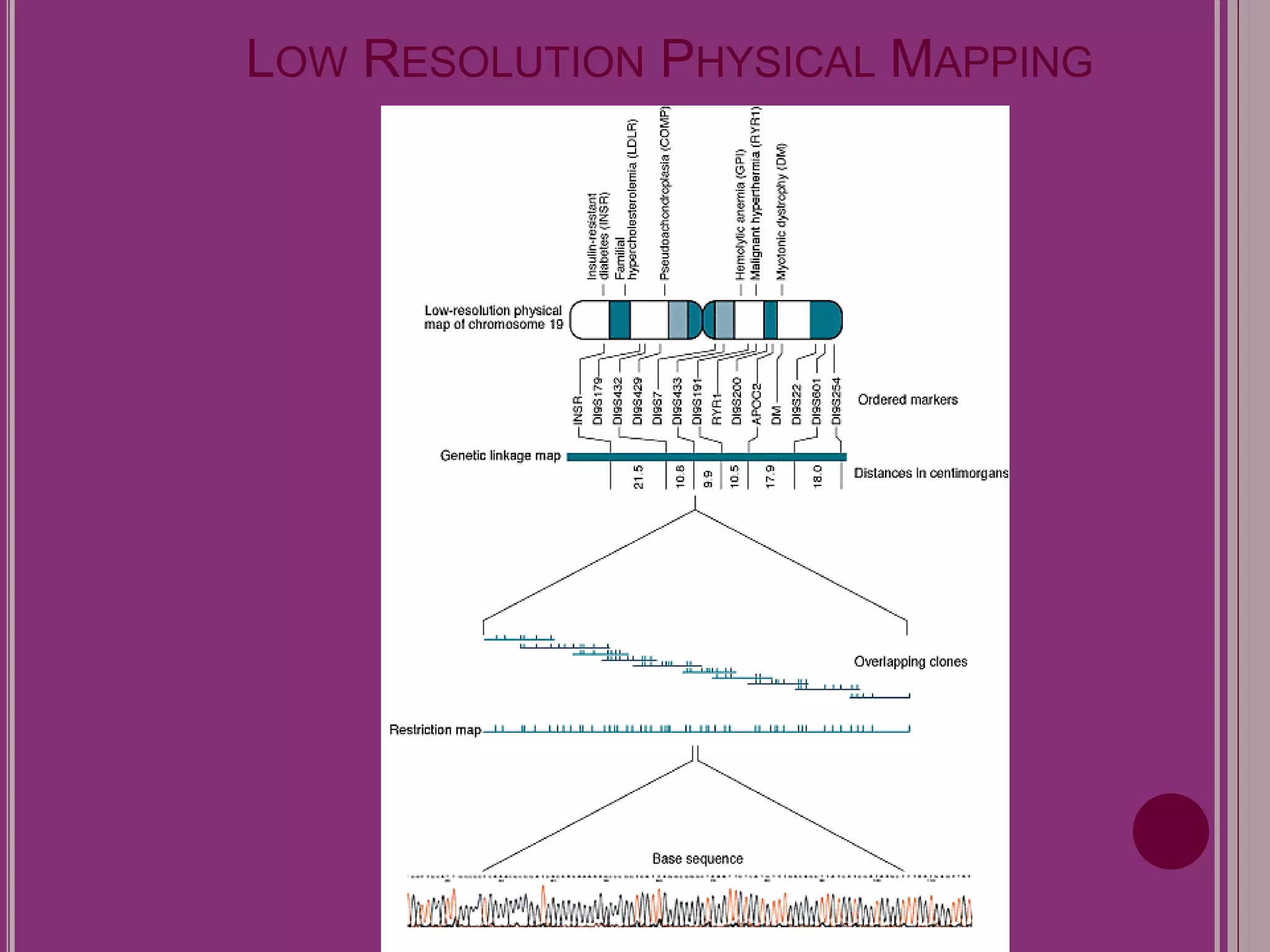 LOW RESOLUTION PHYSICAL MAPPING 
 