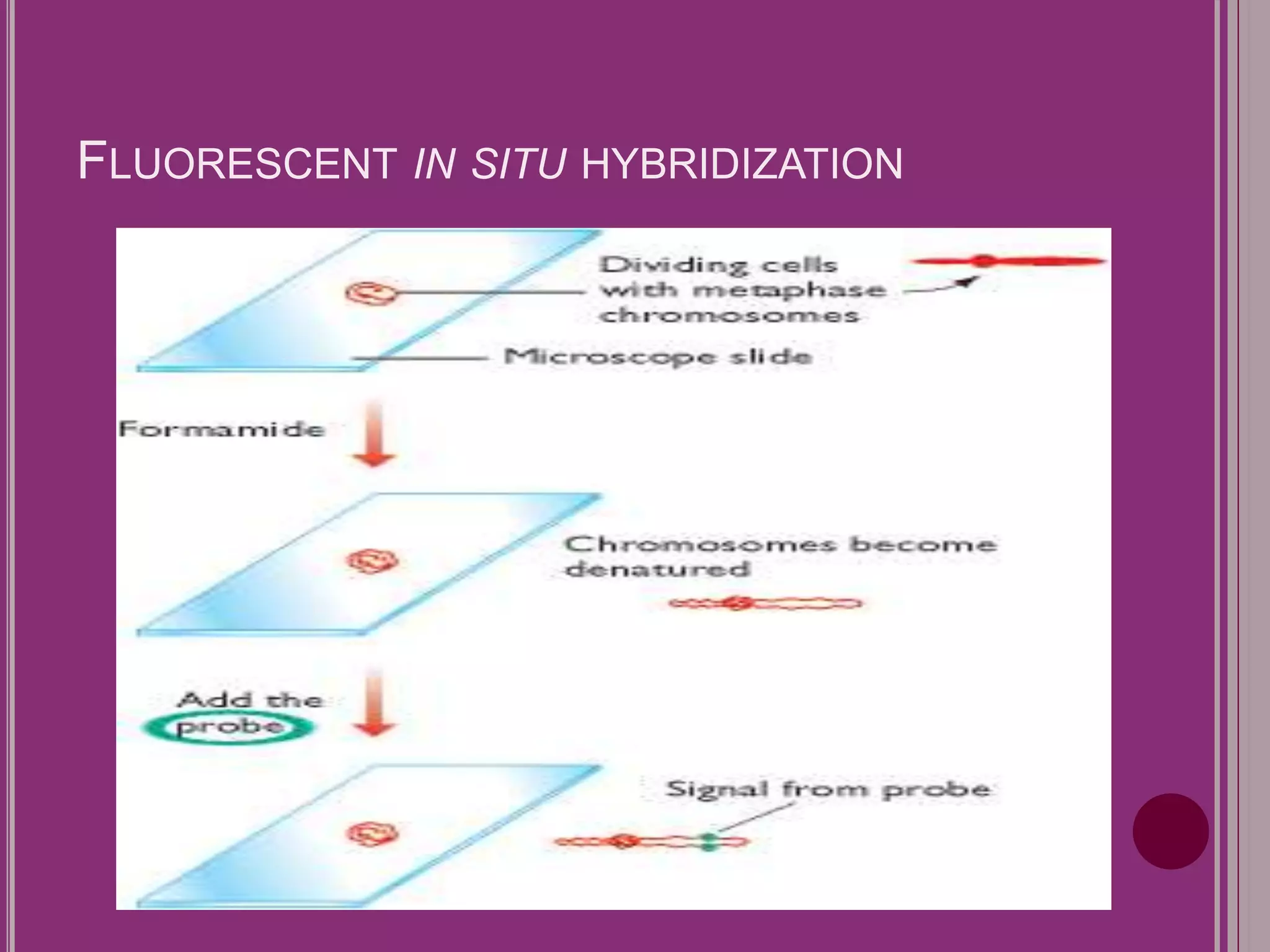 FLUORESCENT IN SITU HYBRIDIZATION 
 