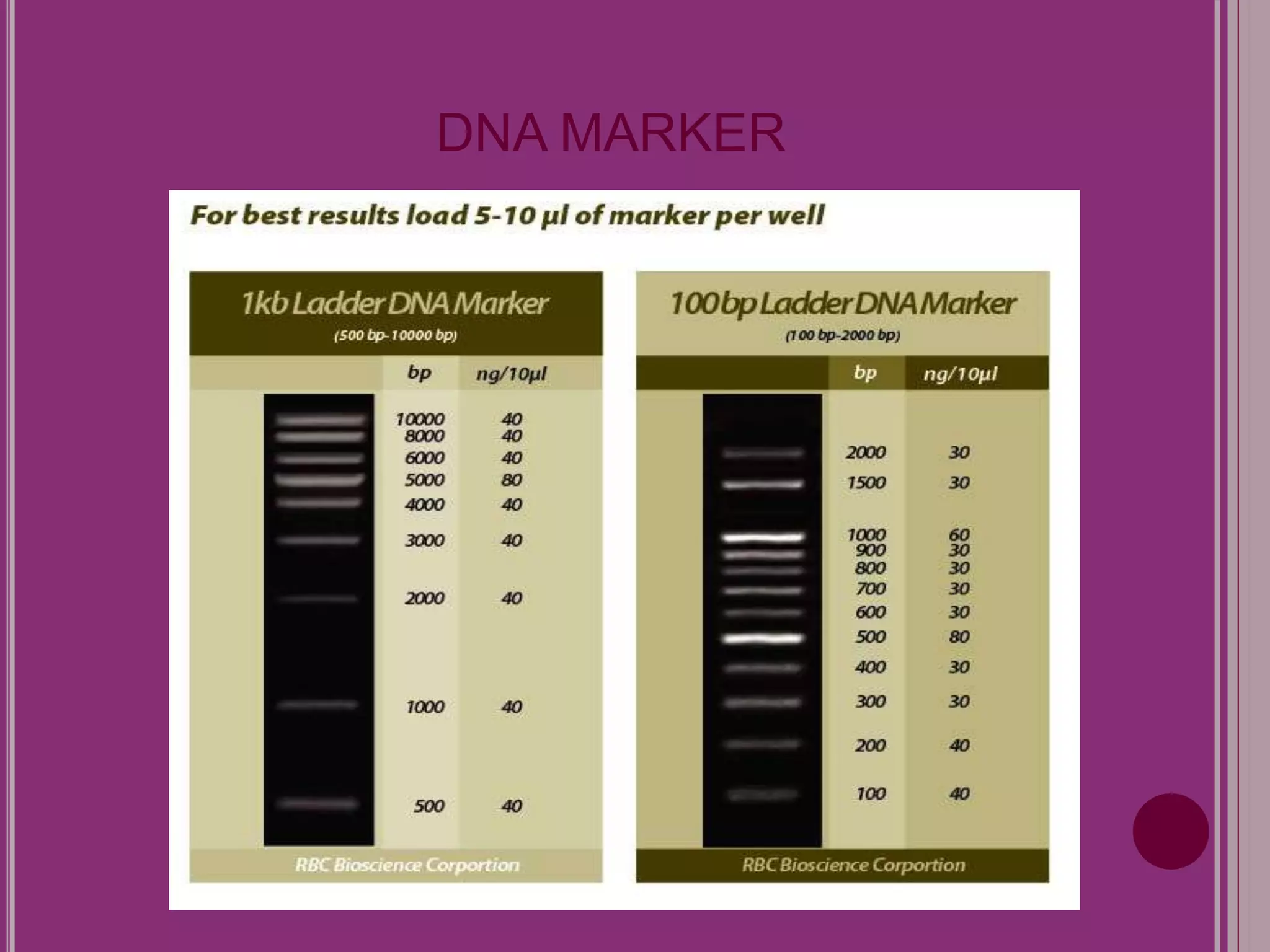 DNA MARKER 
 