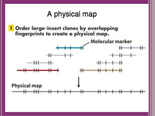 Construction of human gene map through map integration from genetic Construction of human gene map through map integration from genetic