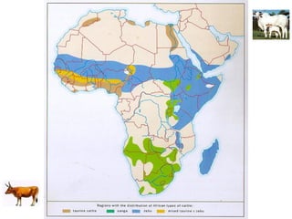 Genomics for African cattle challenges and opportunities: The East African shorthorn zebu story