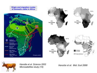 Genomics for African cattle challenges and opportunities: The East African shorthorn zebu story