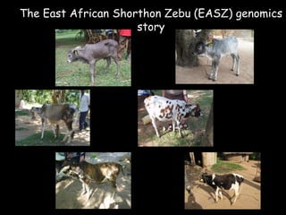 Genomics for African cattle challenges and opportunities: The East African shorthorn zebu story