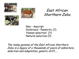 Genomics for African cattle challenges and opportunities: The East African shorthorn zebu story