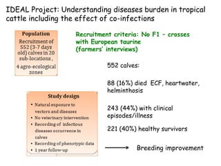 Genomics for African cattle challenges and opportunities: The East African shorthorn zebu story
