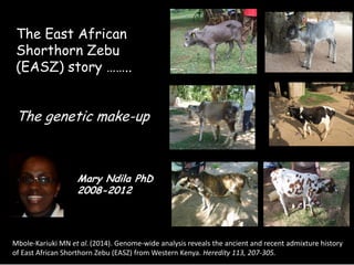 Genomics for African cattle challenges and opportunities: The East African shorthorn zebu story
