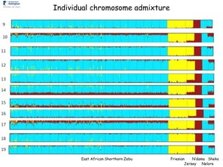 Genomics for African cattle challenges and opportunities: The East African shorthorn zebu story