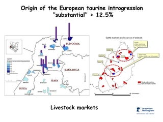 Genomics for African cattle challenges and opportunities: The East African shorthorn zebu story