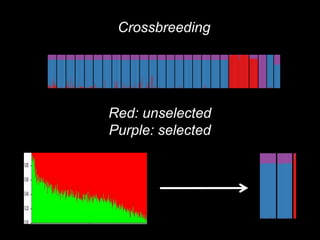 Genomics for African cattle challenges and opportunities: The East African shorthorn zebu story