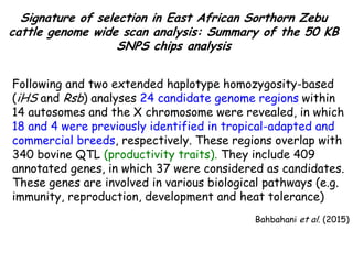 Genomics for African cattle challenges and opportunities: The East African shorthorn zebu story