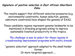 Genomics for African cattle challenges and opportunities: The East African shorthorn zebu story