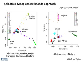 Genomics for African cattle challenges and opportunities: The East African shorthorn zebu story