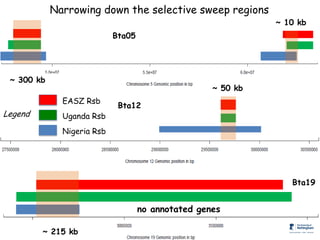 Genomics for African cattle challenges and opportunities: The East African shorthorn zebu story
