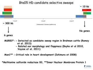 Genomics for African cattle challenges and opportunities: The East African shorthorn zebu story