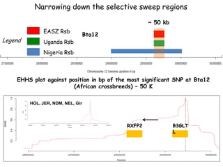 Genomics for African cattle challenges and opportunities: The East African shorthorn zebu story