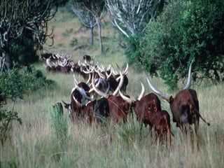 Genomics for African cattle challenges and opportunities: The East African shorthorn zebu story